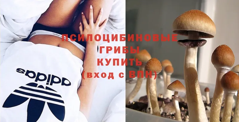 что такое   Балтийск  Галлюциногенные грибы Psilocybe 